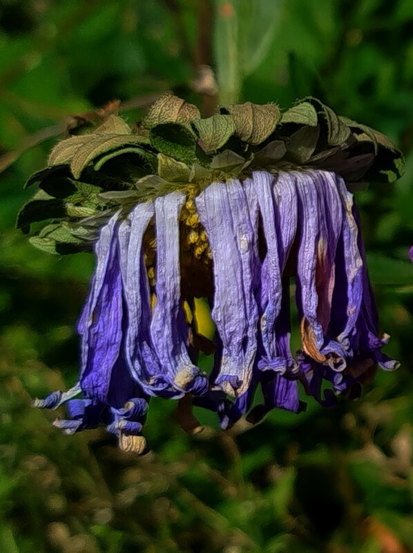 Увядшая астра - светлана льдокова