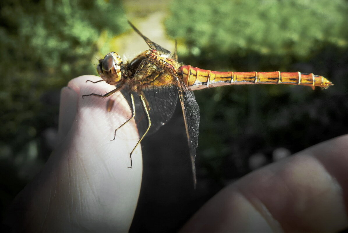Доверие... - Владимир Шошин