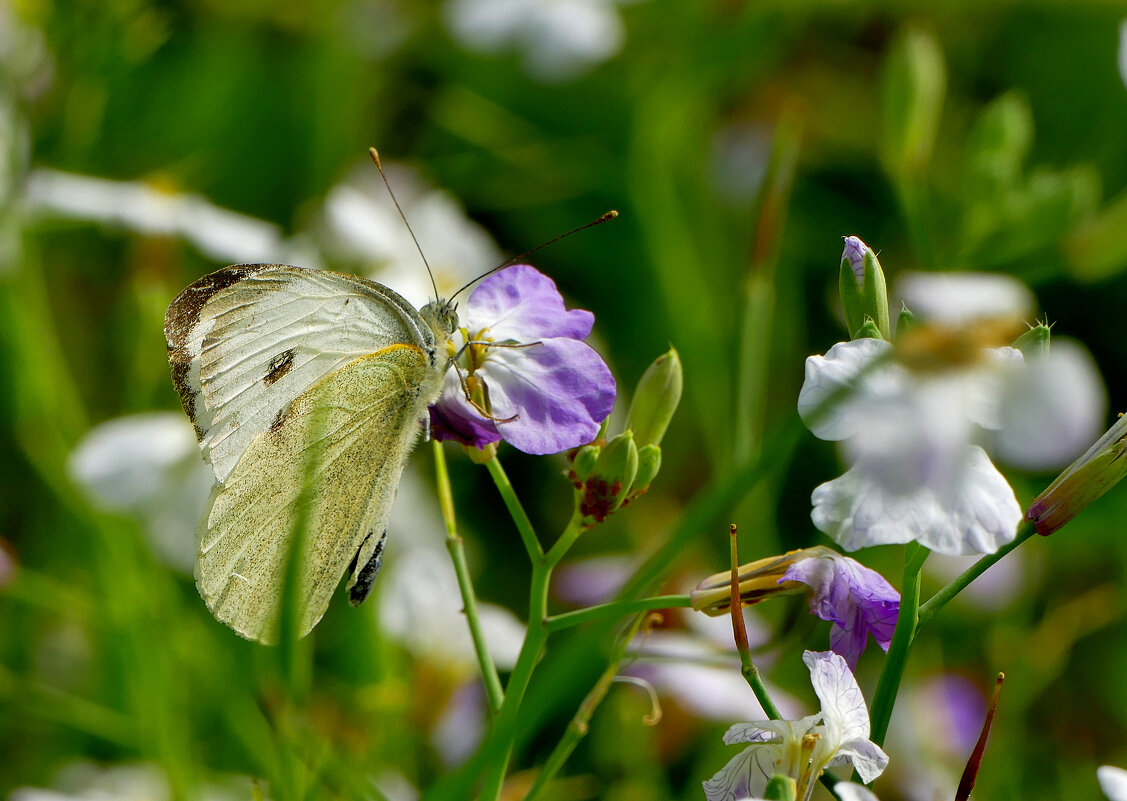 из сегодняшней съёмки 3 - Александр Прокудин из сегодняшней съёмки 3 - Александр Прокудин