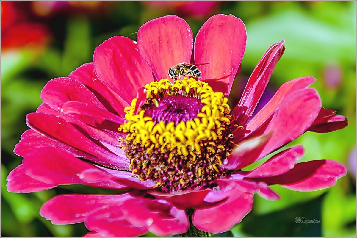 Цветы,пчелы... - Aquarius - Сергей