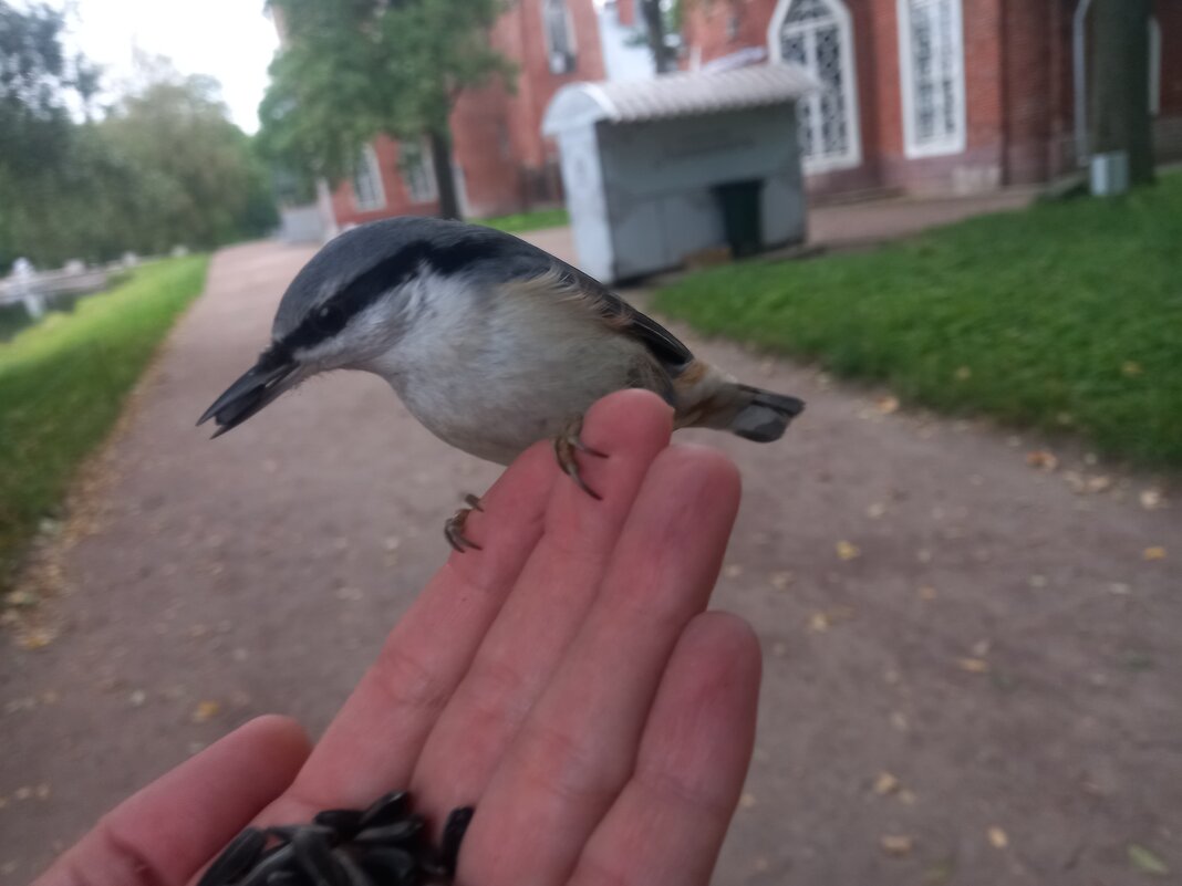 Поползень - Сапсан 