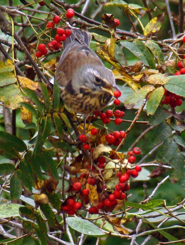 дрозд рябинник - gawrilа - dan