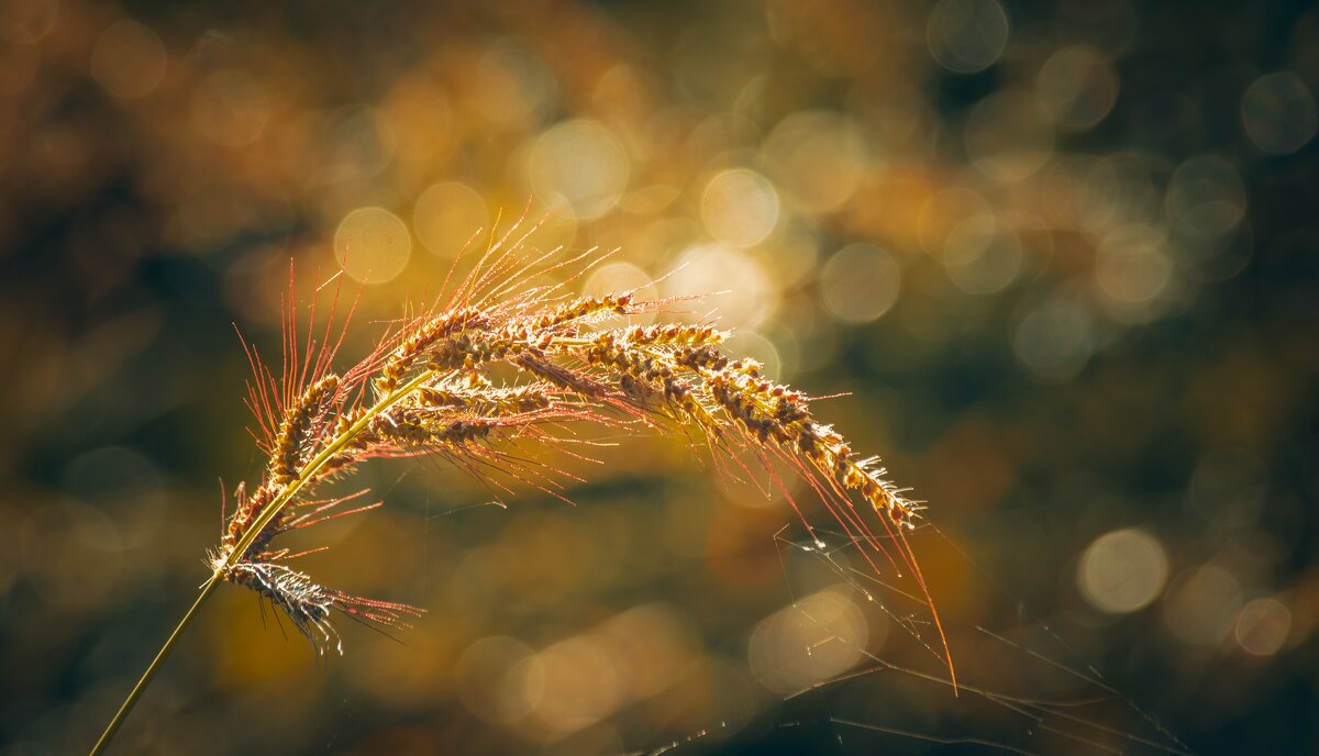 *** - Виктор Иванович Чернюк