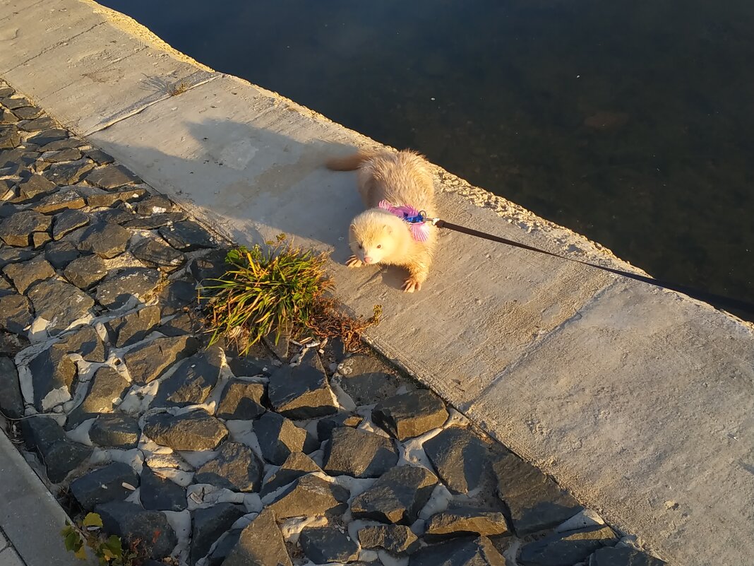 А вы любите блондинок? - Андрей Лукьянов