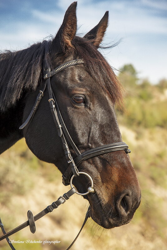Портрет лошади - Светлана Ищенко