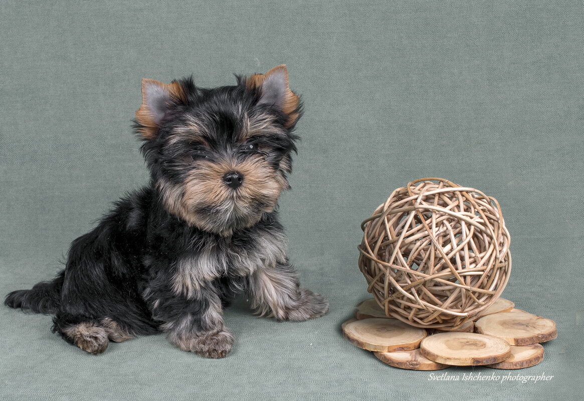 Йоркширский терьер - Светлана Ищенко