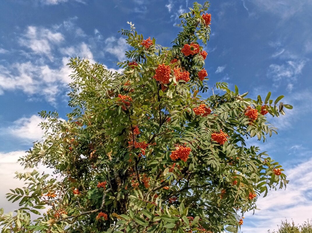 Рябина оранжевая - Veera V