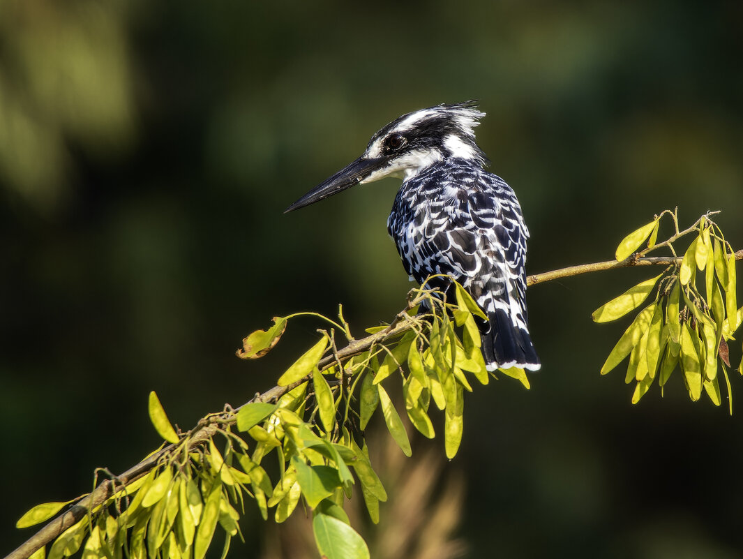 Малый пегий зимородок. - Alexander Amromin