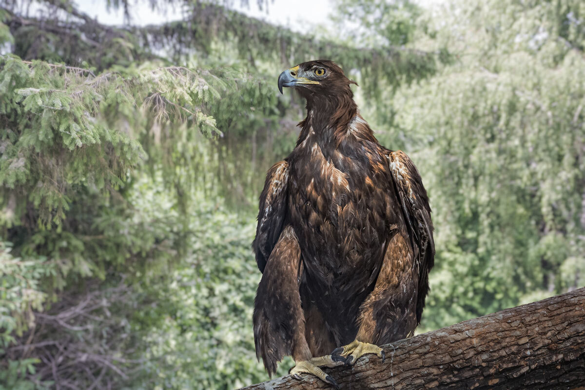 Беркут - SanSan 