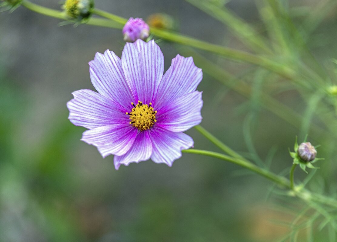 Красавица - Валерий Иванович