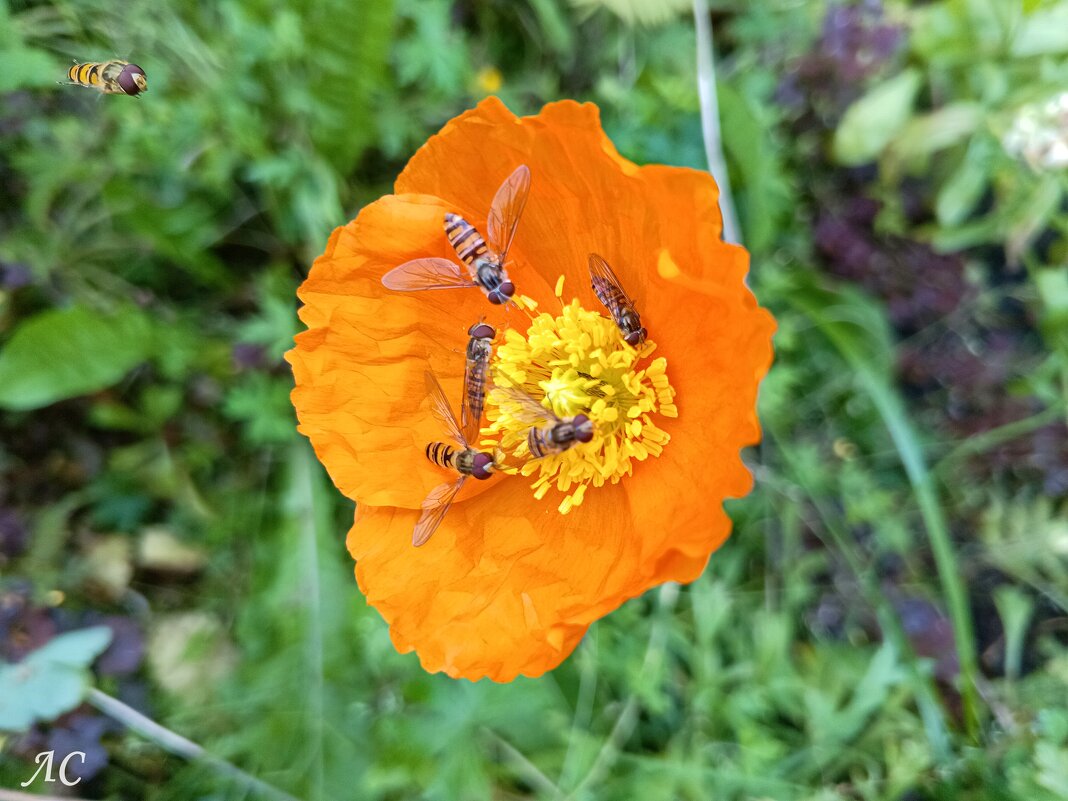 Завтрак на цветке - Любовь Сахарова