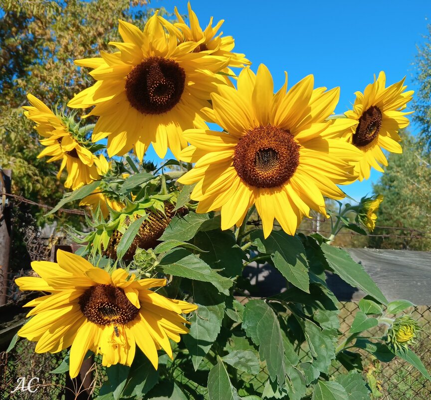 Подсолнечник однолетний - Любовь Сахарова Подсолнечник однолетний - Любовь Сахарова