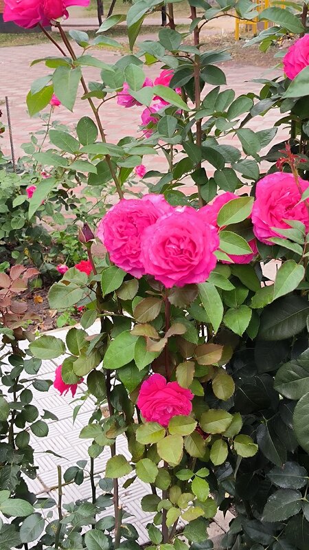 Розы сентября. - Ольга Розы сентября. - Ольга