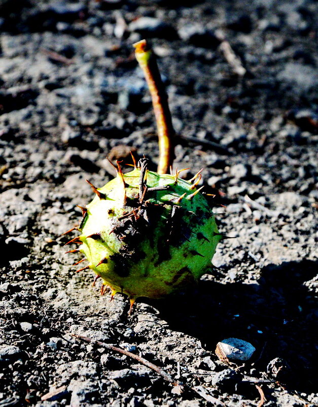 История про конский каштан... - Николай Саржанов