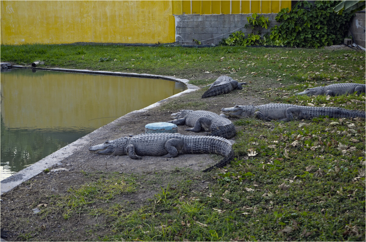 Хамат-Гадер// Крокодилы *,2012г - ujgcvbif 