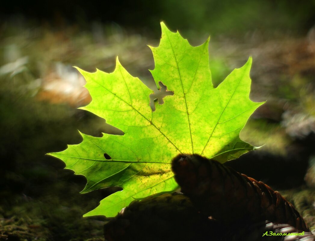 Все краски осени... - Андрей Заломленков Все краски осени... - Андрей Заломленков