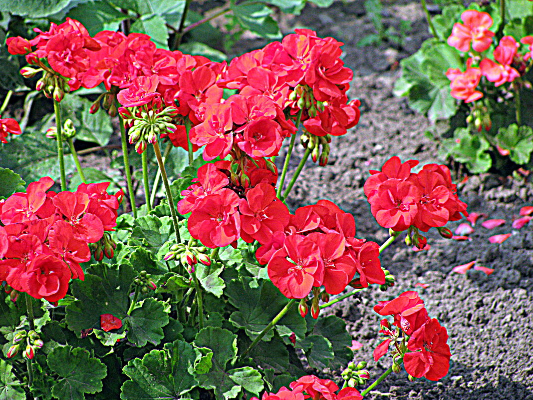 Цветы. - Владимир Драгунский