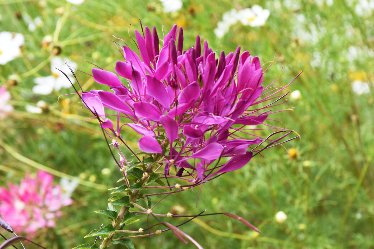 Москва. Август в Аптекарском огороде. - Наташа *****
