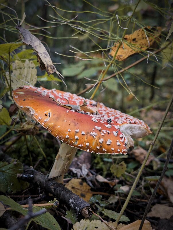 Мухоморчик - Анастасия Логинова