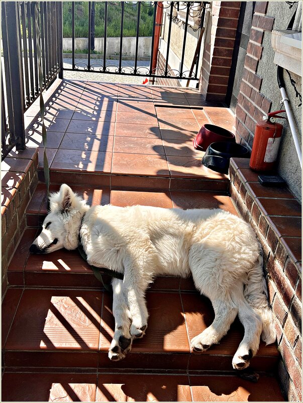 Страж магазина. - Валерия Комова