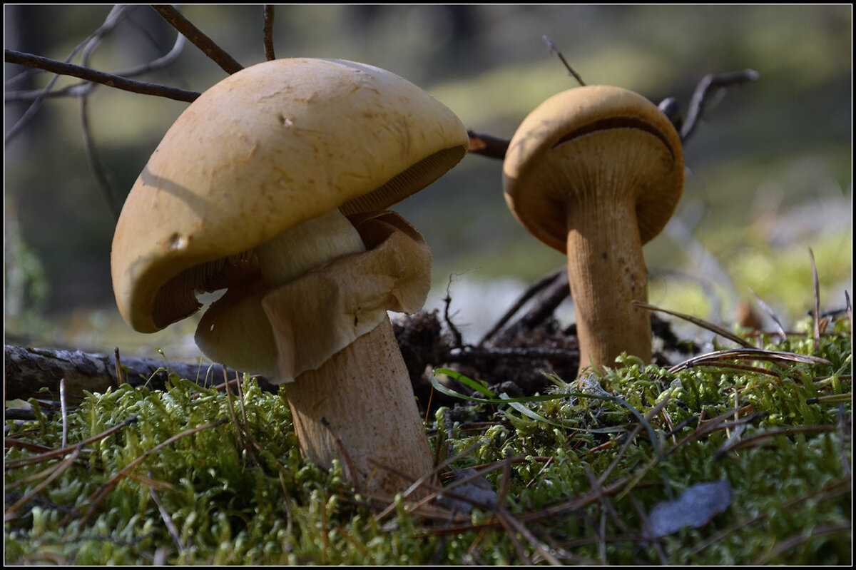 Просто посмотри... - Aleksandr Gal