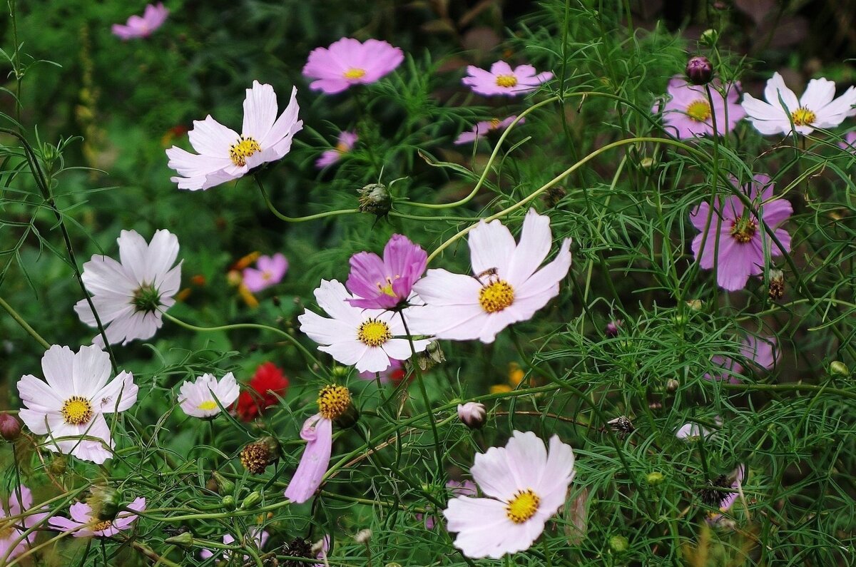 Космея - Рита Симонова