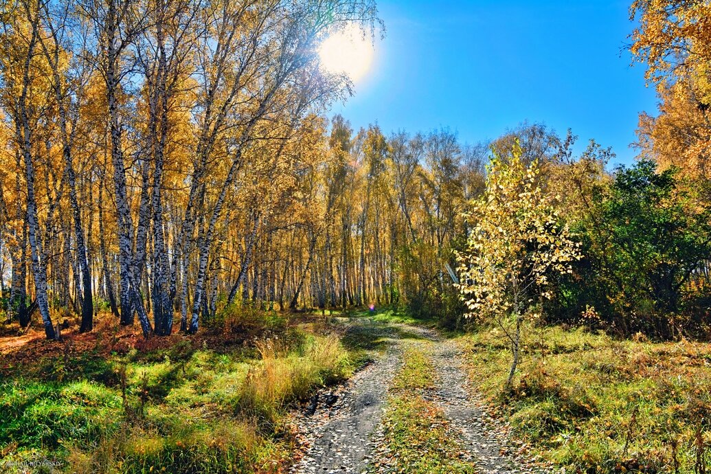 Солнечная осень - Mikhail Irtyshskiy