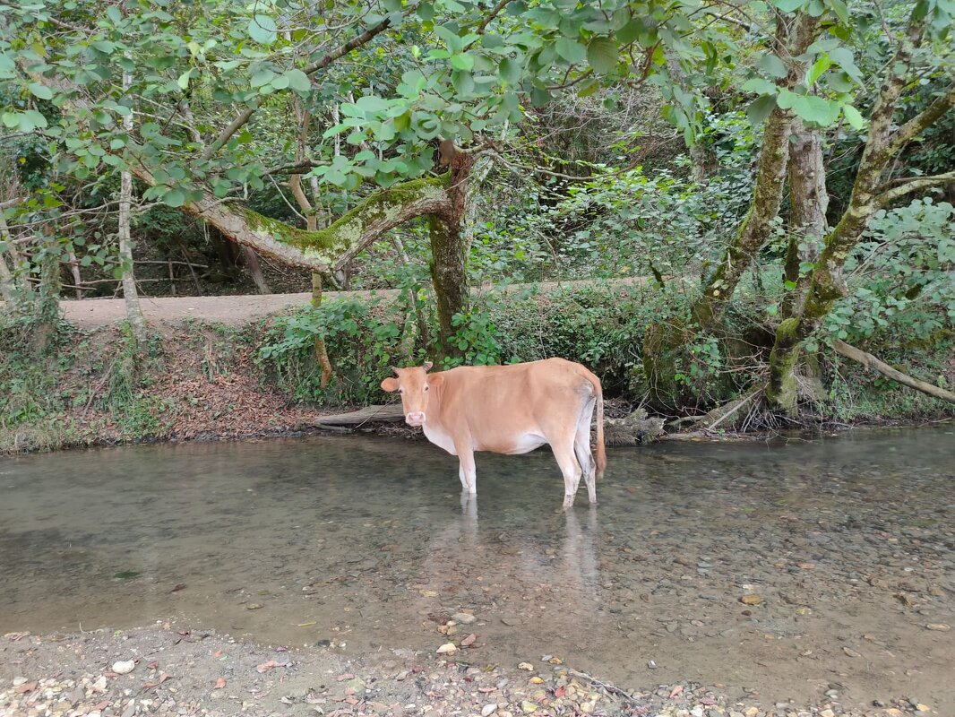 Подвид коровы - Зебу - Ирэн 