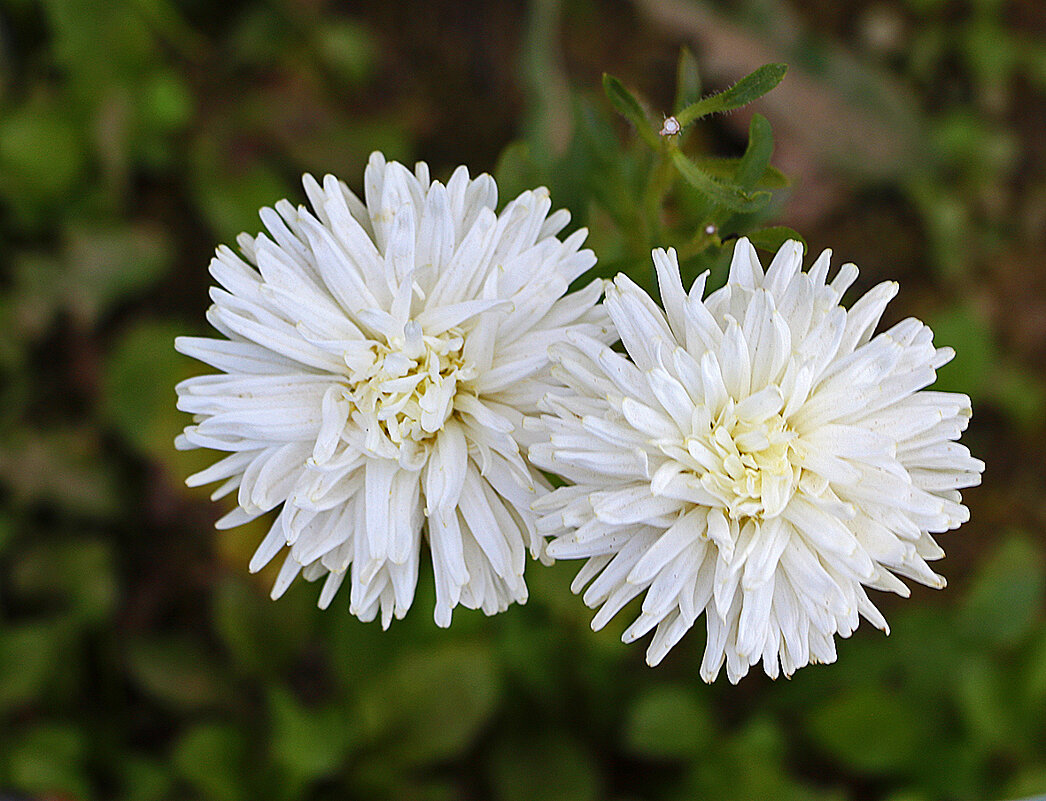 Подружки - Светлана 