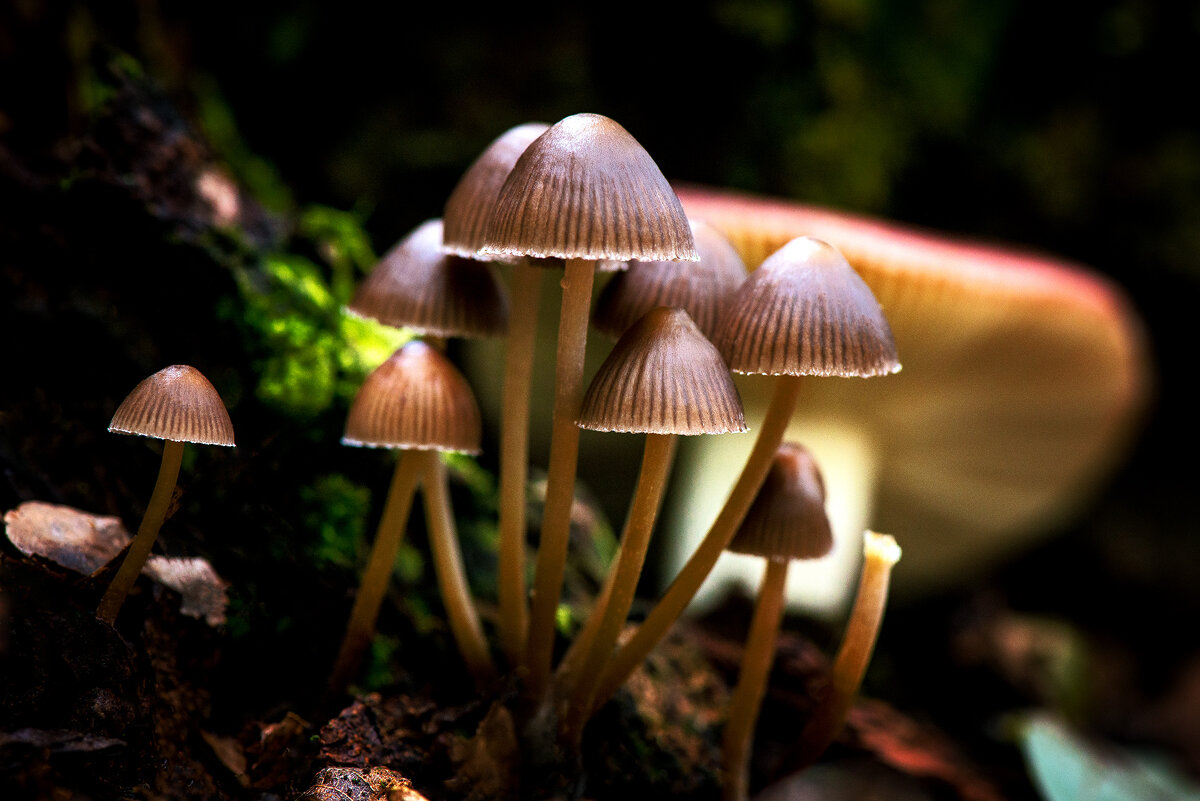 Ты не пробуй этот гриб, хоть красив его изгиб... - Влад Никишин