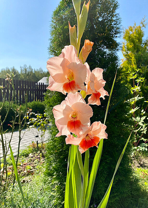 Цветок августа - Алевтина 