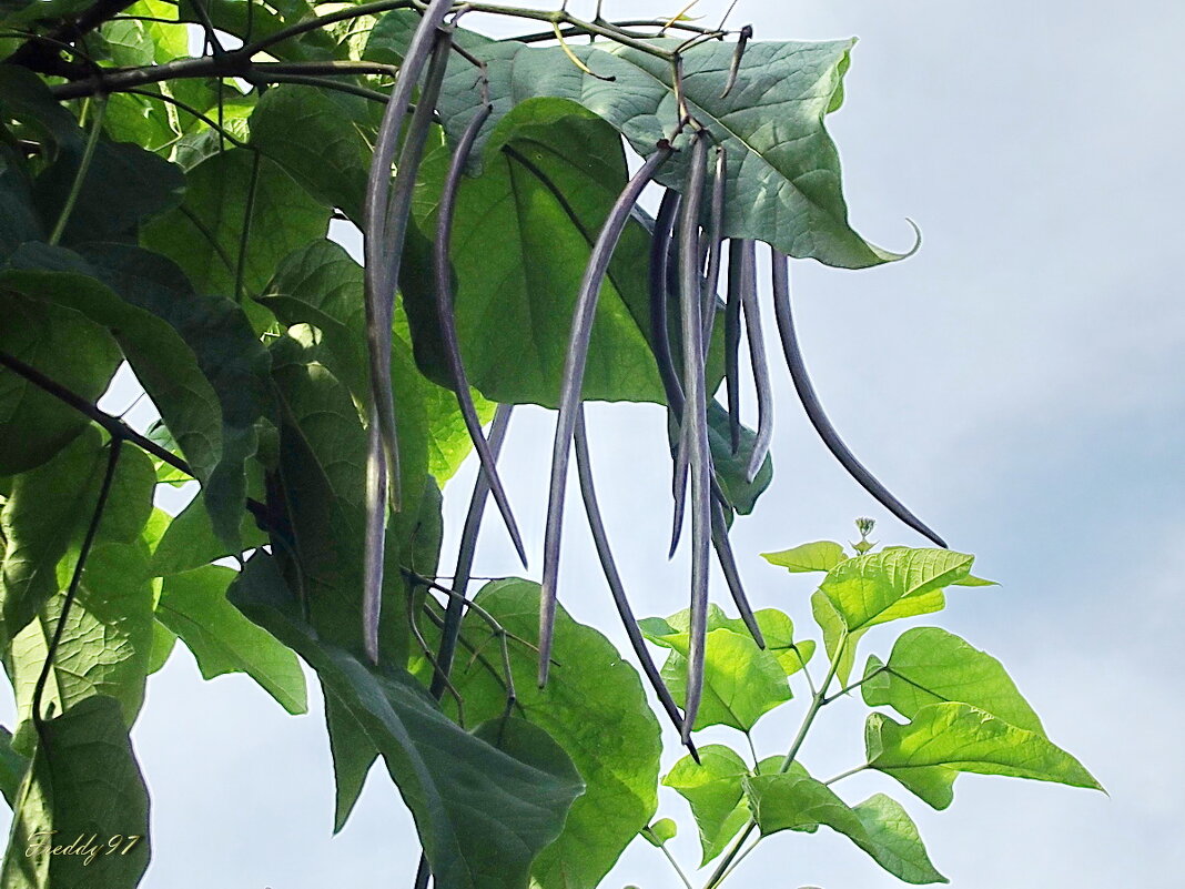 Катальпа - Freddy 97