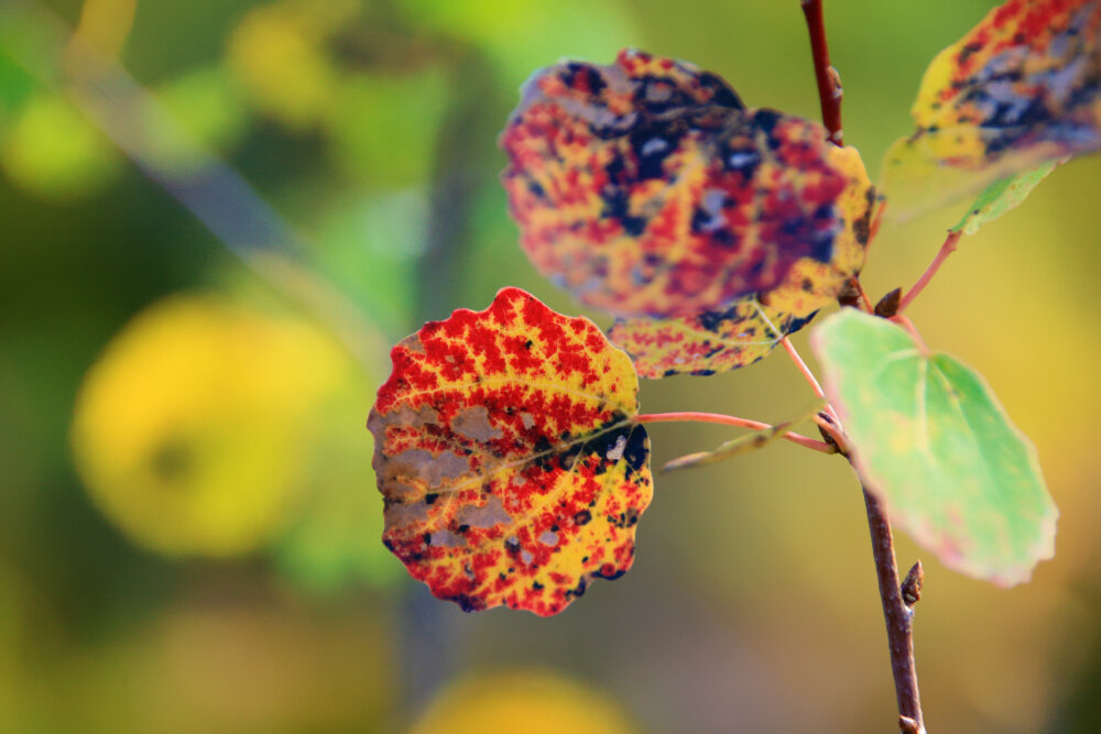 Фрагменты осени - Галина Ильясова