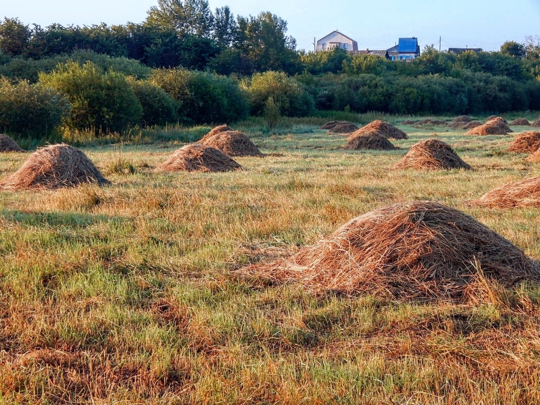 Коси, коса, пока роса! - Елена Хайдукова  ( Elena Fly )