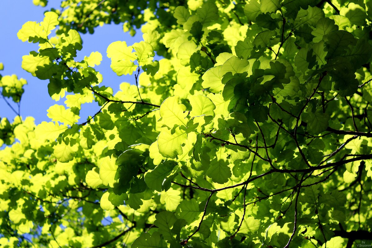 Дубовые листья - Vitaliy Sozonov