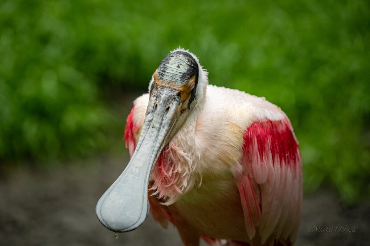 Спящая... - Николай Гирш