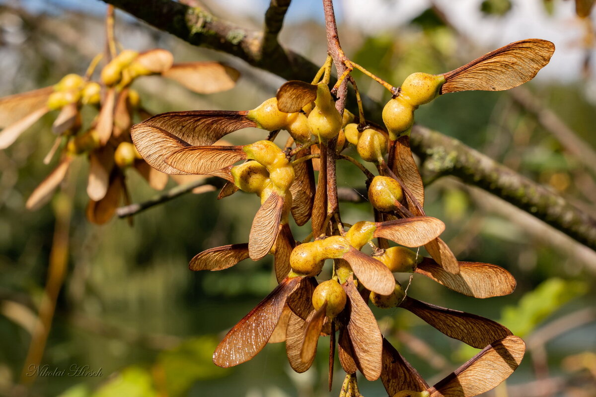 Вертолётики... - Николай Гирш