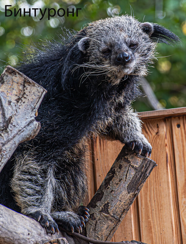 Бинтуронг - Михаил Измайлов