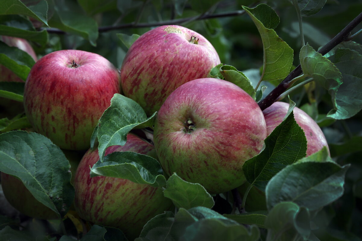 сентябрь - Михаил Бибичков