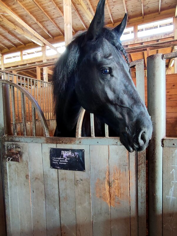 Лерой - Ирина 