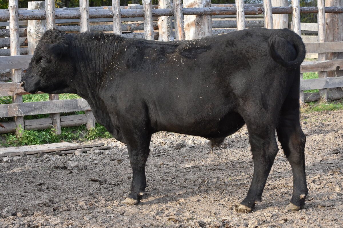 наелся, напился и хвостик завился - vg154 