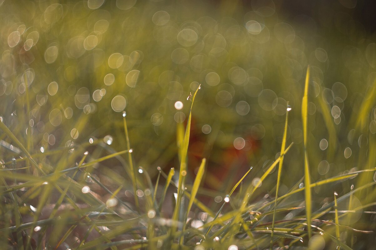 В сиянии рос осенних. - Анатолий Щербак В сиянии рос осенних. - Анатолий Щербак