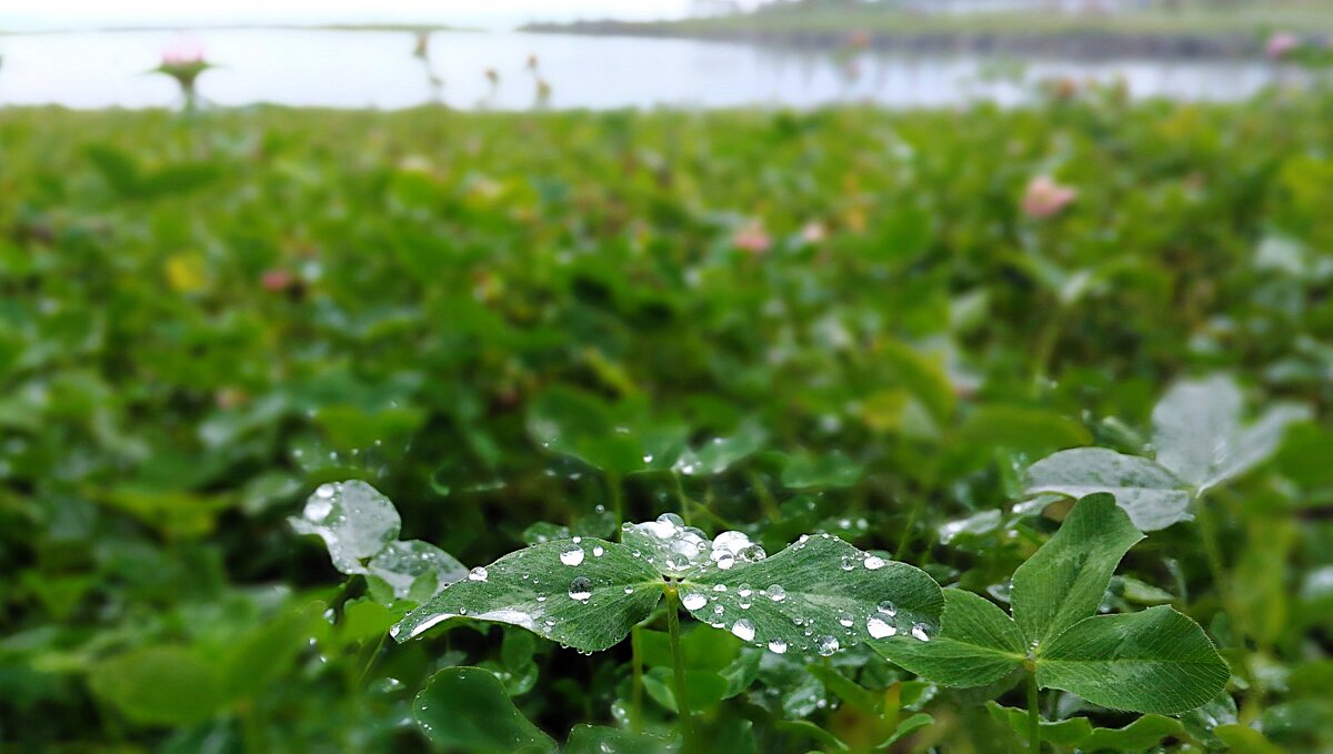 Всё дождь и дождь, и солнце лик свой прячет - Hope 
