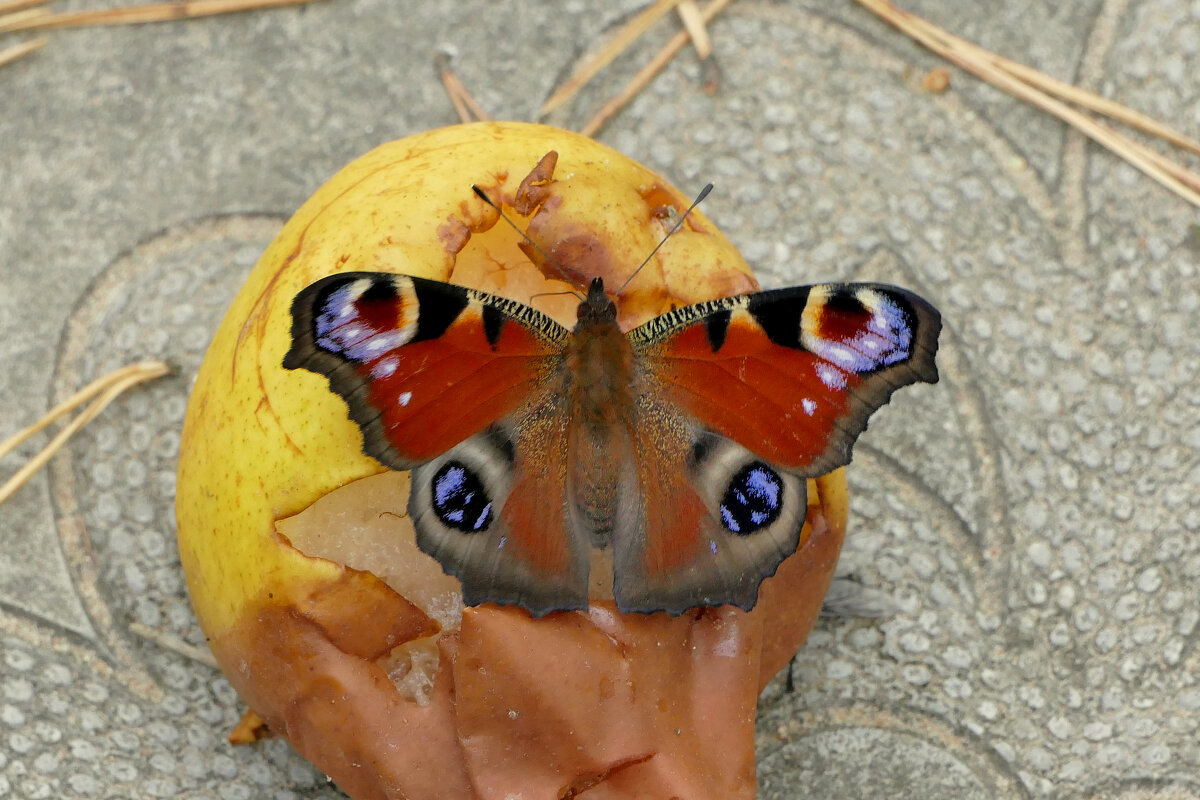 вчерашние павлиньи глаза 2 - Александр Прокудин