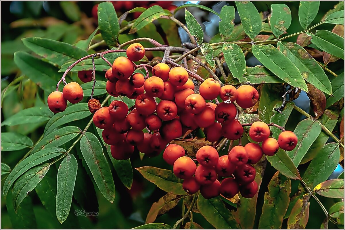 Про август... - Aquarius - Сергей