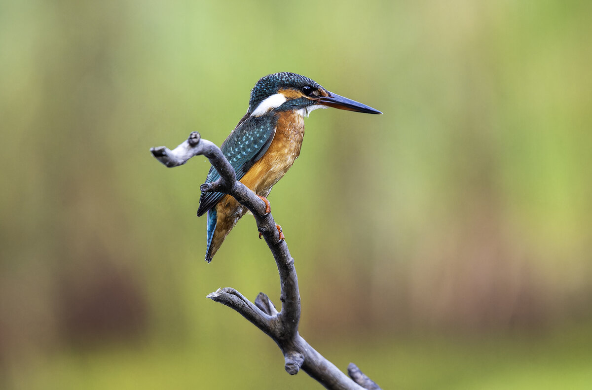 Зимородок. - Alexander Amromin