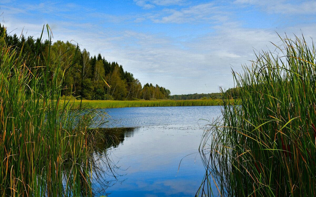 Клёвое место на озере (репортаж из поездок по области). - Милешкин Владимир Алексеевич 