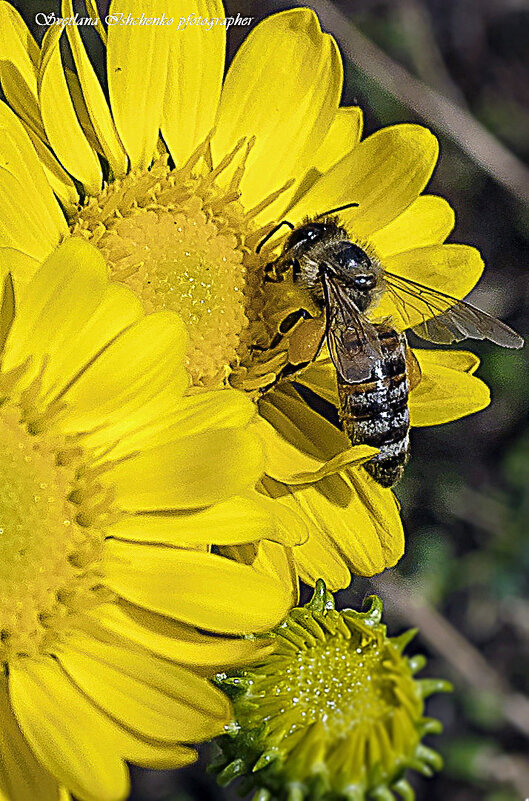 Труженица пчёлка - Светлана Ищенко
