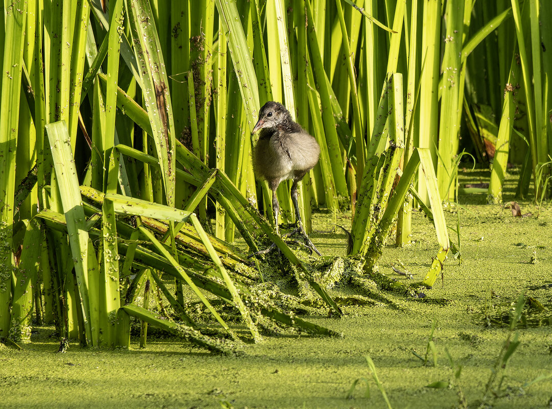 Камышница. - Alexander Amromin