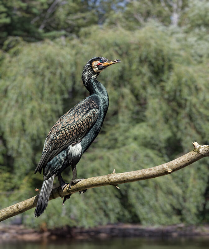 Баклан - SanSan 